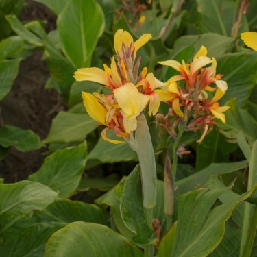 Canna 'Fiësta'