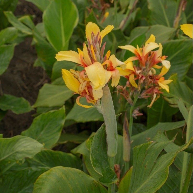 Canna 'Fiësta'