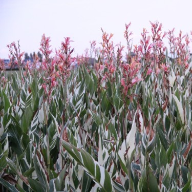 Canna 'Stuttgart'