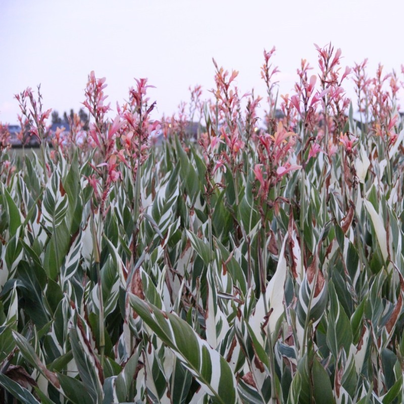 Canna 'Stuttgart'