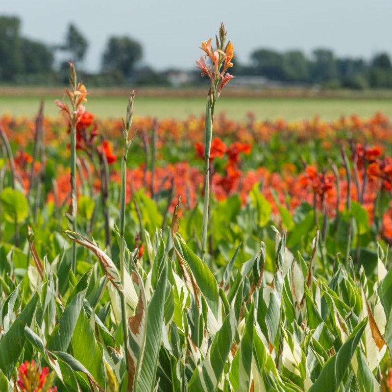 Canna 'Stuttgart'