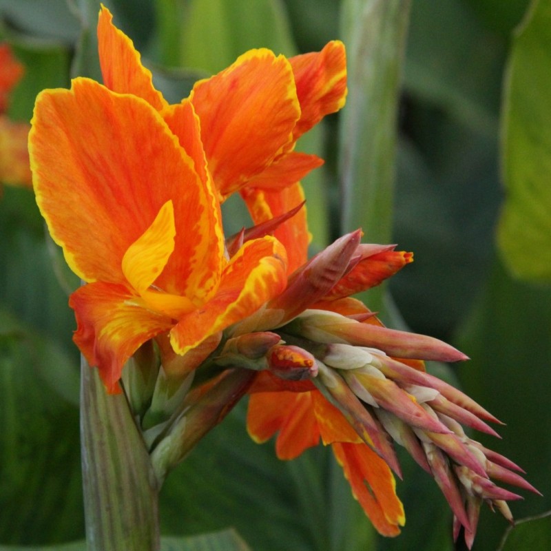 Canna 'Taroundant'