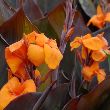 Canna 'Wyoming'