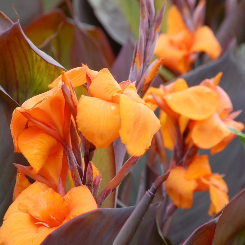 Canna 'Wyoming'
