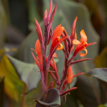Canna indica 'Purpurea'