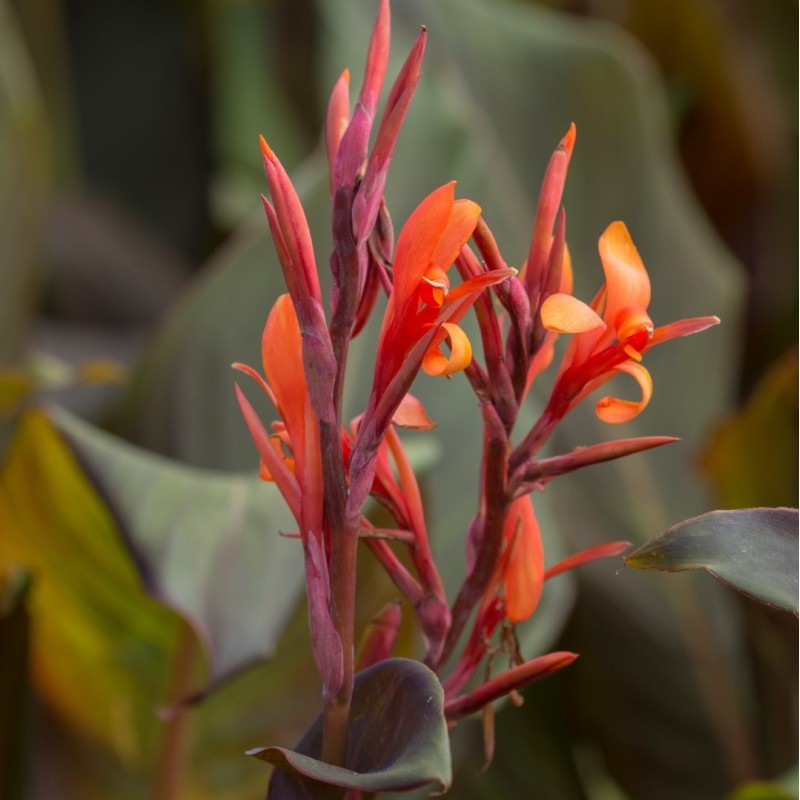 Canna indica 'Purpurea'