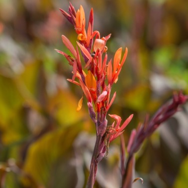 Canna indica 'Purpurea'