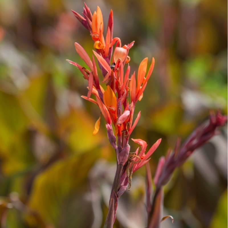 Canna indica 'Purpurea'