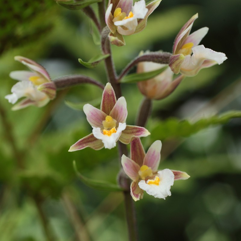 Epipactis palustris
