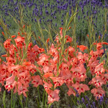 Gladiolus nanus 'Nathalie'