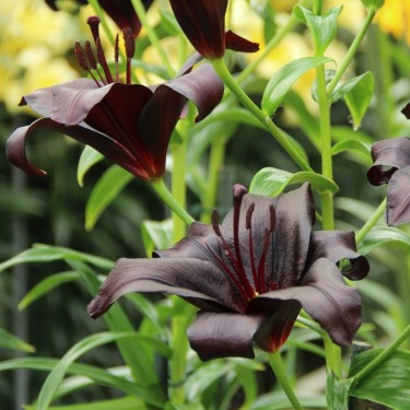 Lilium 'Nightrider'