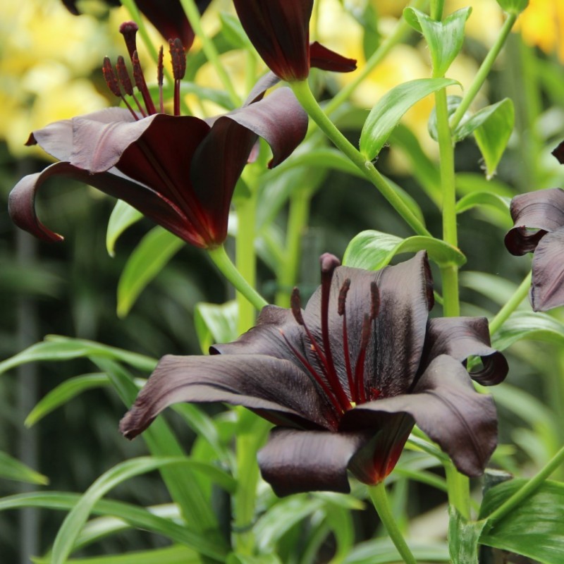 Lilium 'Nightrider'