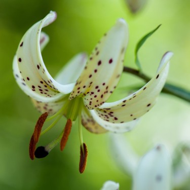 Lilium martagon 'Albi Morning'