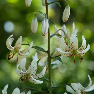 Lilium martagon 'Albi Morning'
