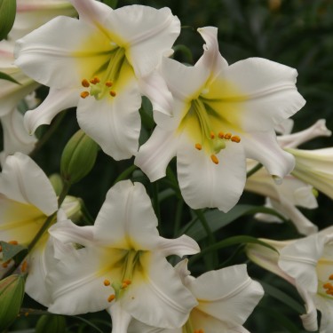 Lilium regale 'Album'