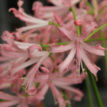 Nerine bowdenii 'Vesta'