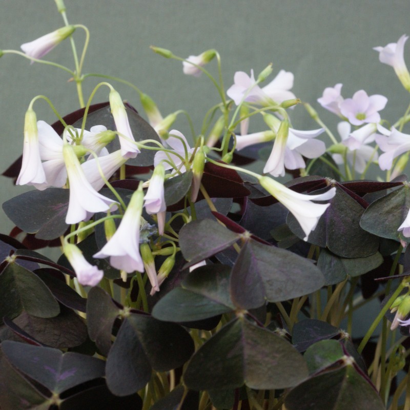 Oxalis triangularis