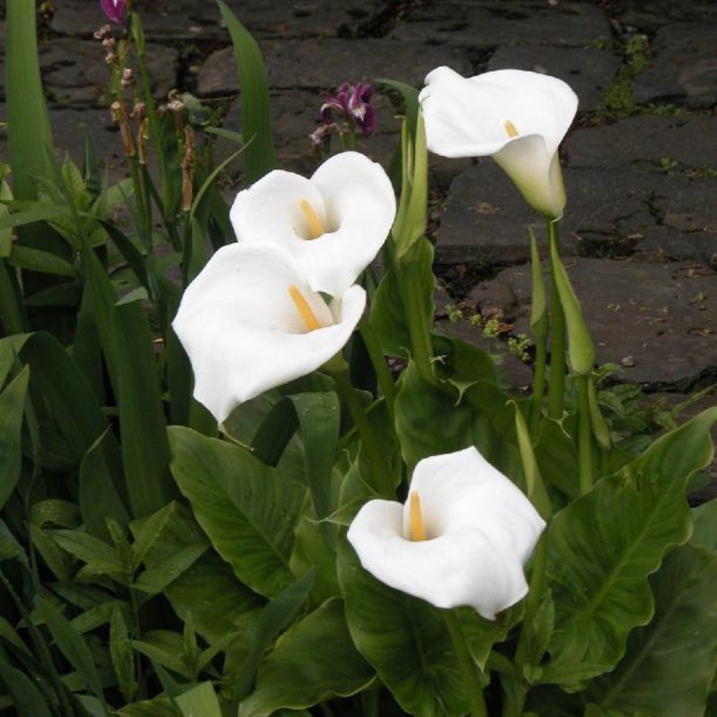 Zantedeschia aethiopica 