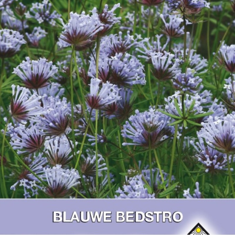 Asperula orientalis -zaden-