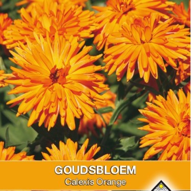 Calendula officinalis 'Calexis Orange' -zaden-