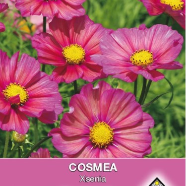 Cosmos bipinnatus 'Xsenia' -zaden-