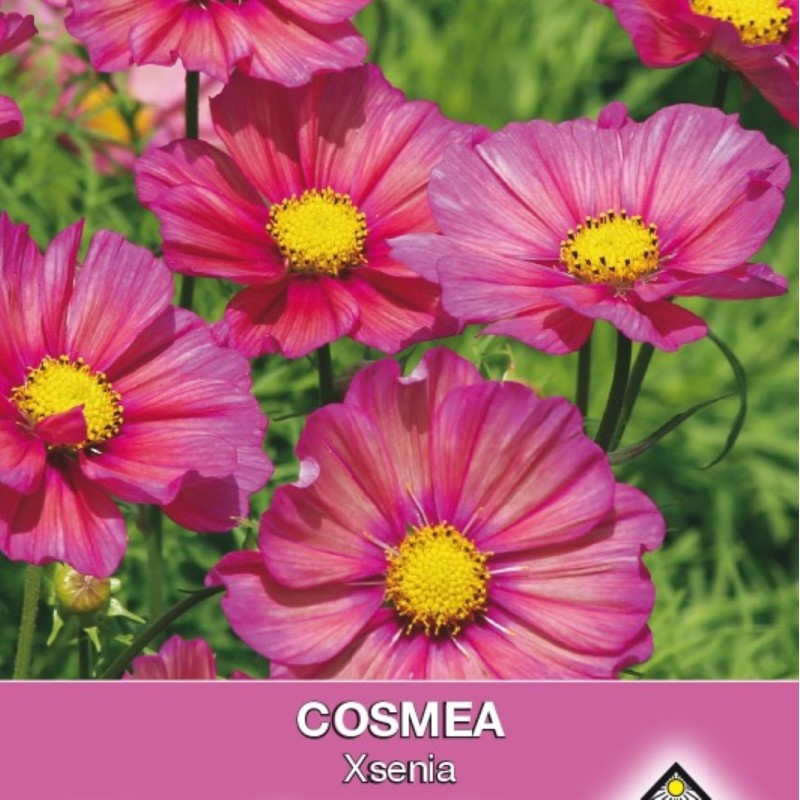 Cosmos bipinnatus 'Xsenia' -zaden-