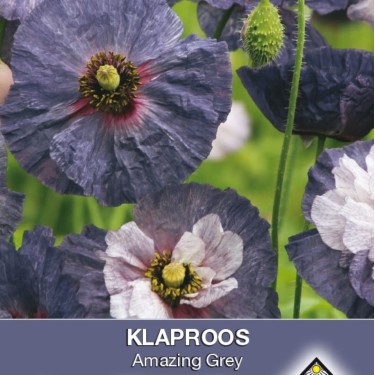 Papaver rhoeas 'Amazing Grey' -zaden-