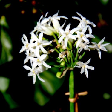 Tulbaghia simmleri 'Snow White'