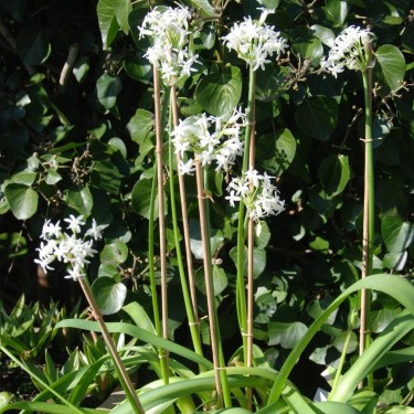 Tulbaghia simmleri 'Snow White'