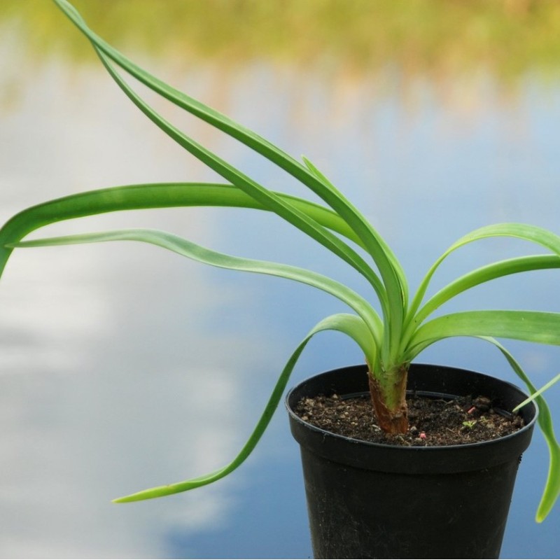 Tulbaghia simmleri 'Snow White'