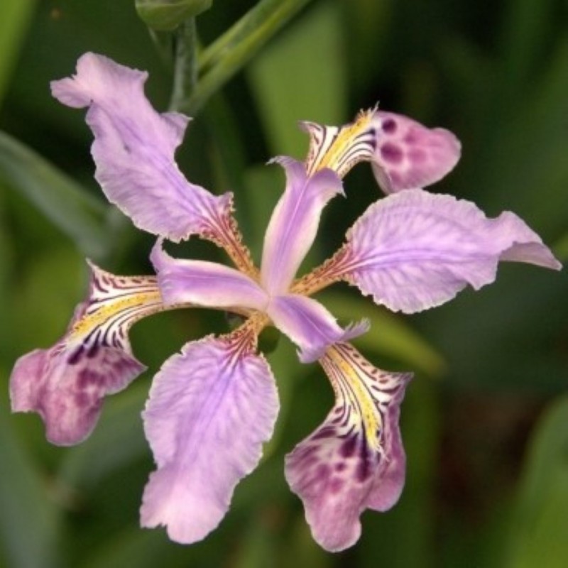 Iris milesii 