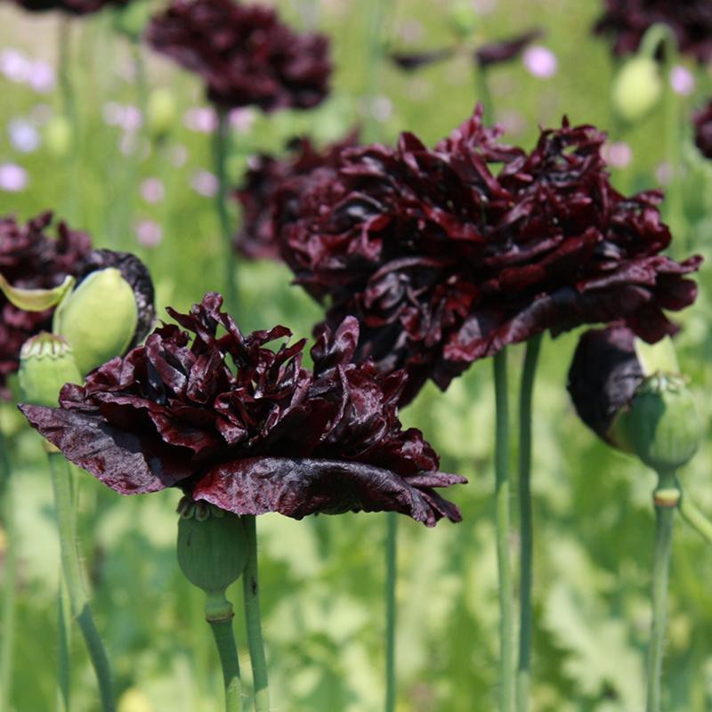 Papaver somniferum 'Black Paeony' -zaden-
