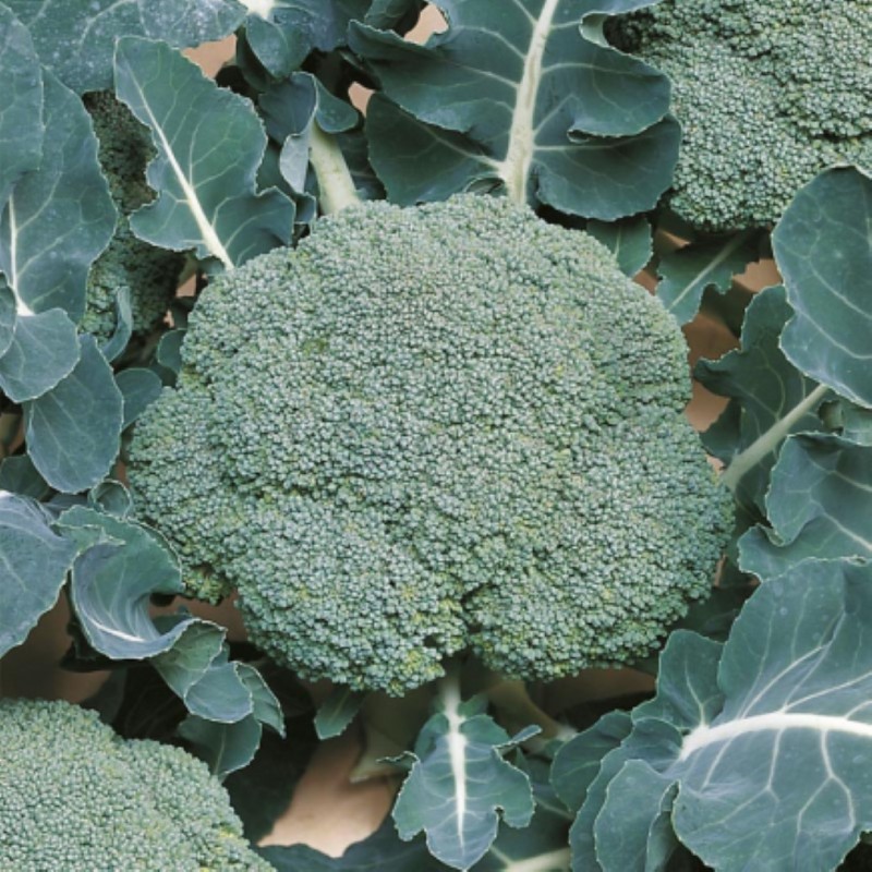 Broccoli, Brassica oleracea 'Belstar F1' -zaden-