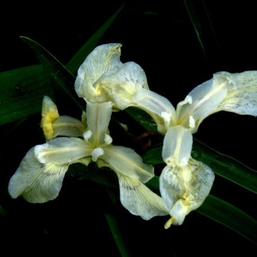 Iris pseudacorus 'Albus'