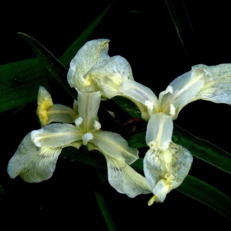 Iris pseudacorus 'Albus'