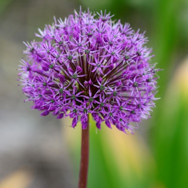 Allium jesdianum 'Shing'