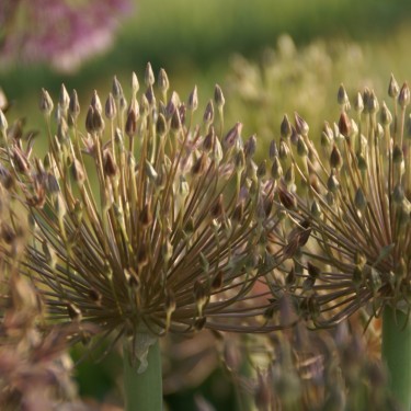 Allium protensum