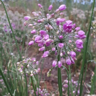 Allium rubens