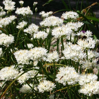 Allium subvillosum