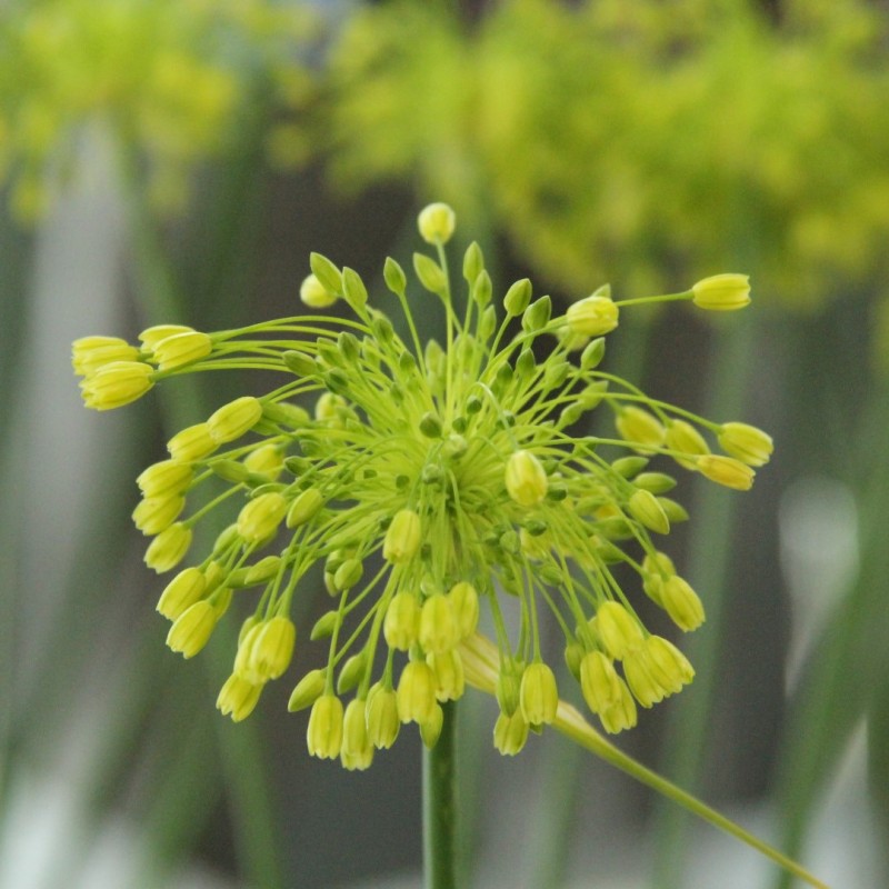 Allium chloranthum 'Yellow Fantasy'