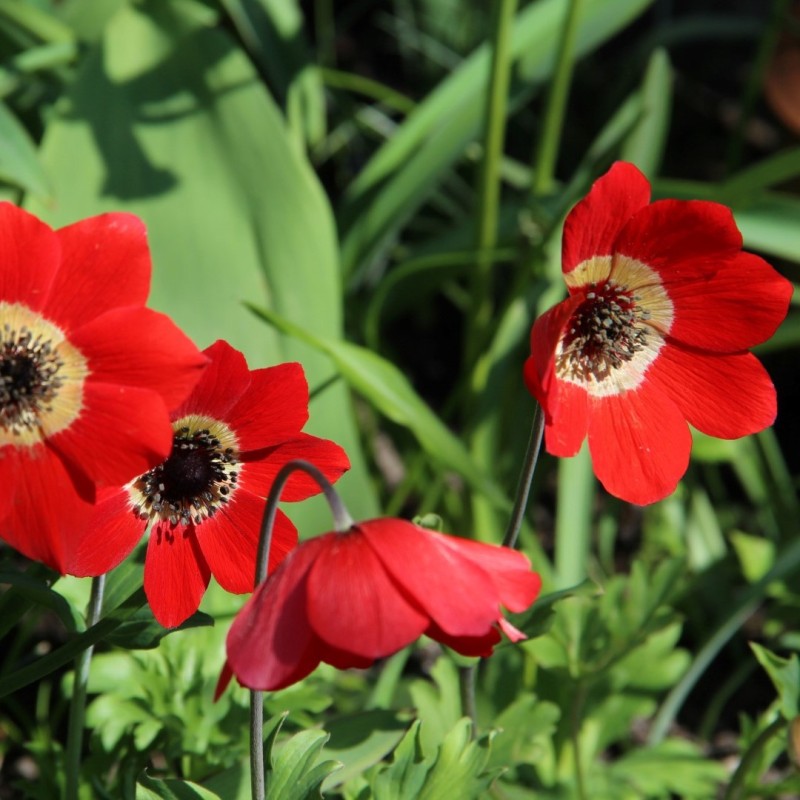 Anemone x fulgens 'Annulata Grandiflora'