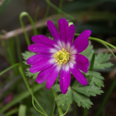 Anemone blanda 'Radar'