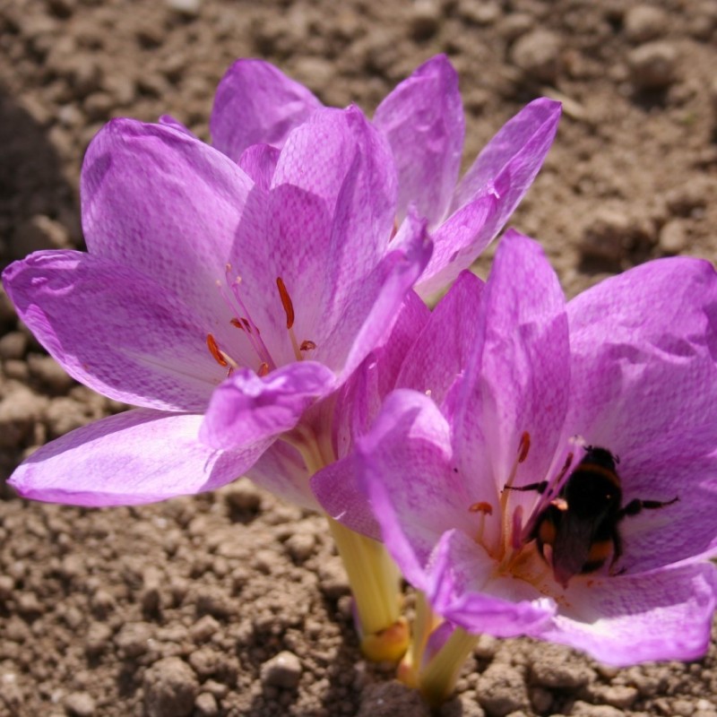 Colchicum bivonae 'Vesta'