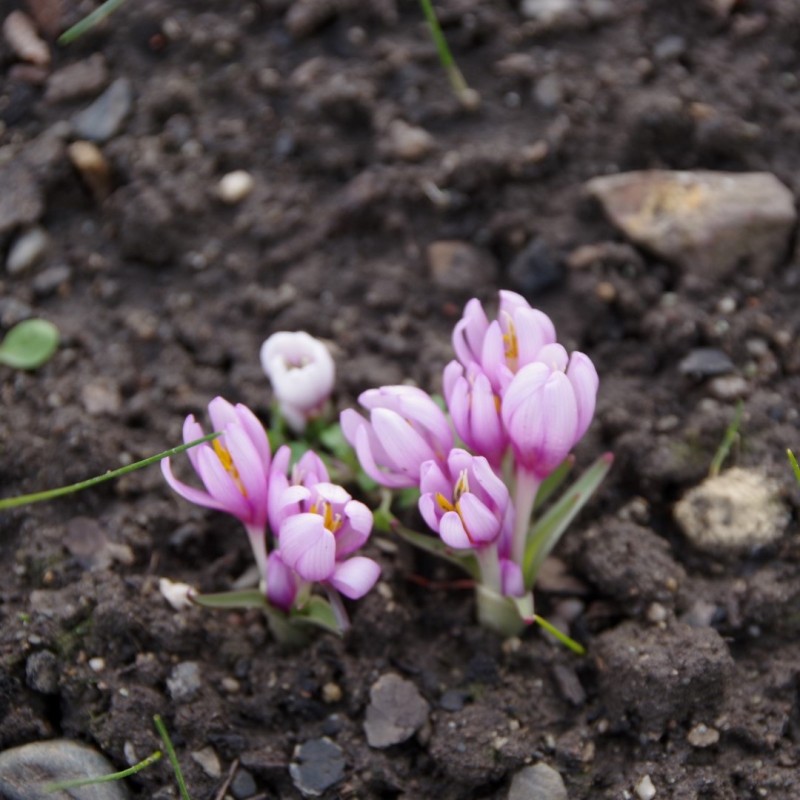 Colchicum serpentinum