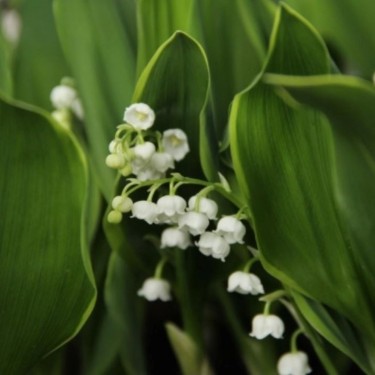 Convallaria majalis 'Hardwick Hall'