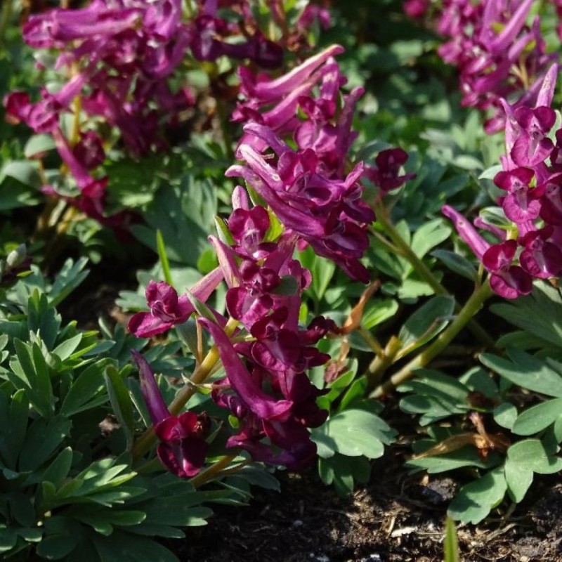 Corydalis 'Boyar'