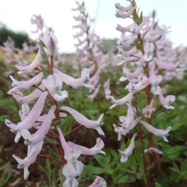 Corydalis glaucescens 'Early Beauty'