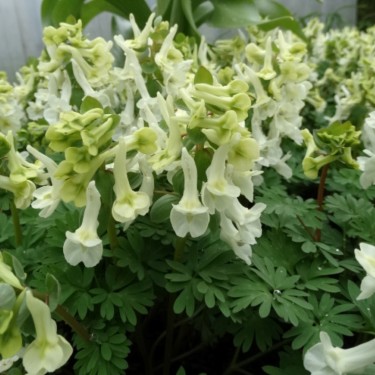 Corydalis vittae 'Goliath'