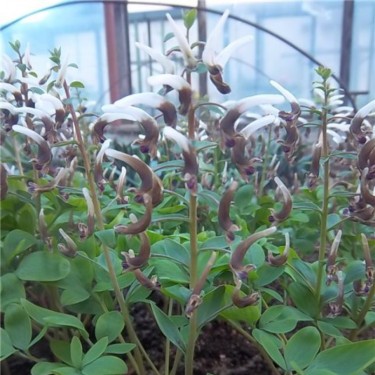 Corydalis nudicaulis 'Talogan' Corydalis nudicaulis 'Talogan'