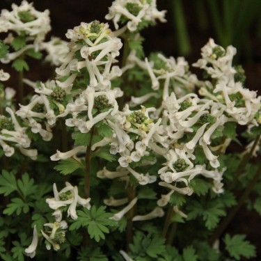 Corydalis solida 'Snowy Owl'